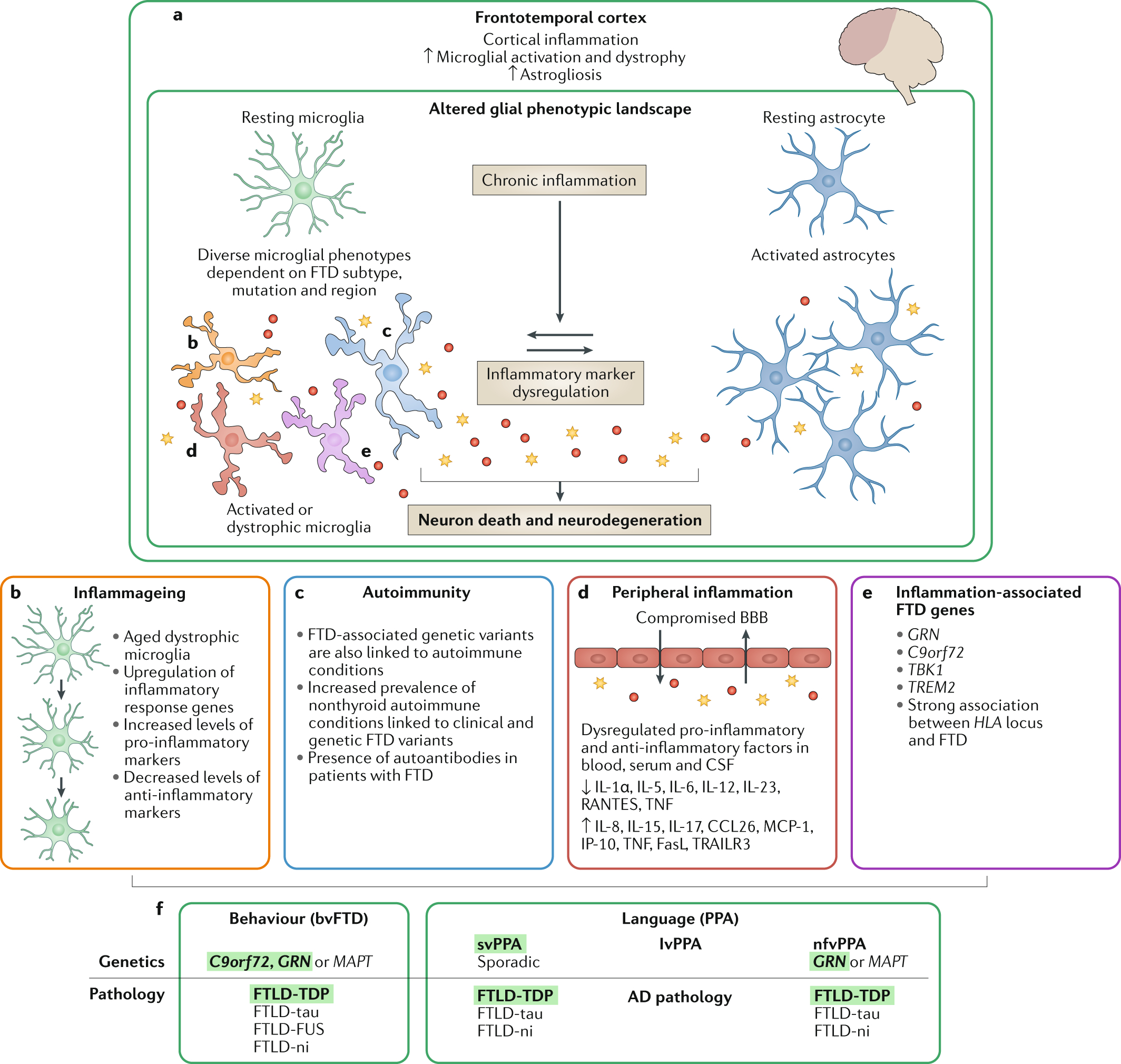 Neuroinflammation In Frontotemporal Dementia | Nature