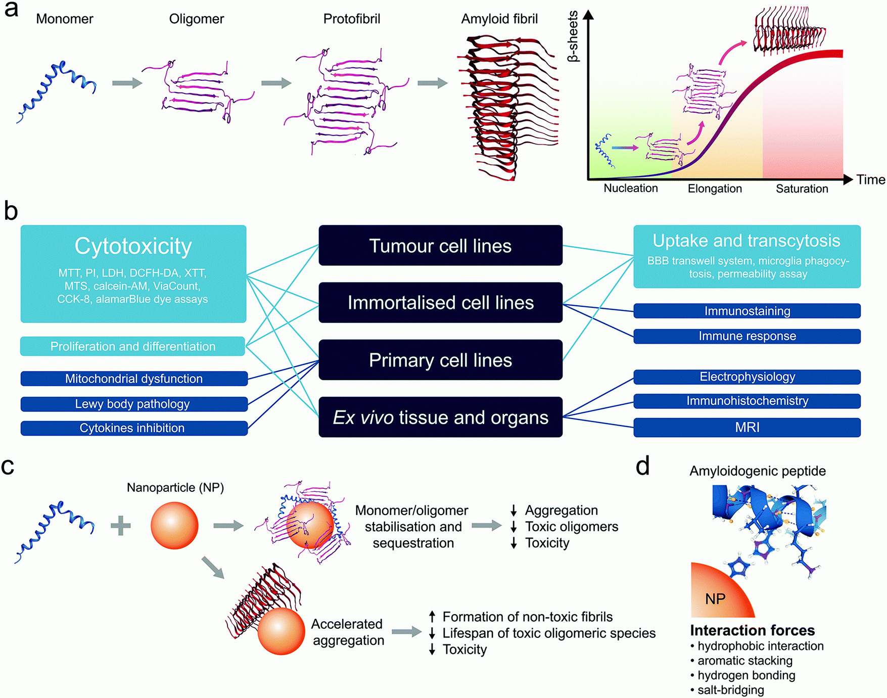 In Vitro And In Vivo Models For Anti-Amyloidosis